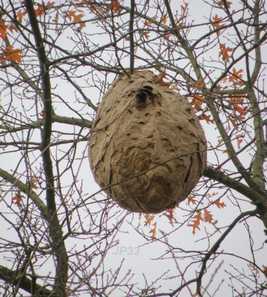 Destruction d'un nid de frelon asiatique à la perche télescopique